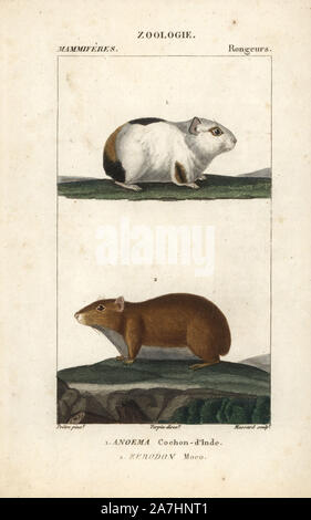 Cobaye Cavia porcellus, rock et Cavia ou moco, Kerodon rupestris. Gravure sur cuivre coloriée à crépi de Frédéric Cuvier's 'Dictionary of Natural Science : Mammifères,' Paris, France, 1816. Illustration par J. G. Pretre, gravés par Massard, réalisé par Pierre Jean François Turpin, et publié par F.G. Levrault. Jean Gabriel Pretre (17801845) était peintre d'histoire naturelle à l'Impératrice Joséphine's zoo et plus tard est devenu artiste pour le Musée d'Histoire Naturelle. Turpin (1775-1840) est considéré comme l'un des plus grands illustrateurs botaniques français du 19e siècle. Banque D'Images