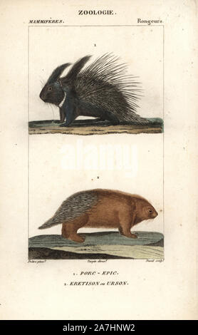 Porc-épic, Hystrix cristata et urson ou porc-épic d'Amérique du Nord, Erethizon dorsatum. Gravure sur cuivre coloriée à crépi de Frédéric Cuvier's 'Dictionary of Natural Science : Mammifères,' Paris, France, 1816. Illustration par J. G. Pretre, gravé par David, réalisé par Pierre Jean François Turpin, et publié par F.G. Levrault. Jean Gabriel Pretre (17801845) était peintre d'histoire naturelle à l'Impératrice Joséphine's zoo et plus tard est devenu artiste pour le Musée d'Histoire Naturelle. Turpin (1775-1840) est considéré comme l'un des plus grands illustrateurs botaniques français du 19e siècle. Banque D'Images