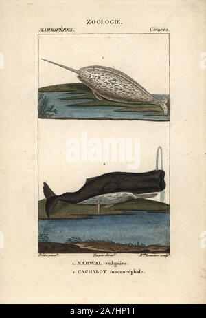 Ou Narval Monodon monoceros, narwal, et cachalot, Physeter macrocephalus (vulnérable). Gravure sur cuivre coloriée à crépi de Frédéric Cuvier's 'Dictionary of Natural Science : Mammifères,' Paris, France, 1816. Illustration par J. G. Pretre, gravée par Mlle Louviere, réalisé par Pierre Jean François Turpin, et publié par F.G. Levrault. Jean Gabriel Pretre (17801845) était peintre d'histoire naturelle à l'Impératrice Joséphine's zoo et plus tard est devenu artiste pour le Musée d'Histoire Naturelle. Turpin (1775-1840) est considéré comme l'un des plus grands illustrateurs botaniques français du xixe siècle Banque D'Images