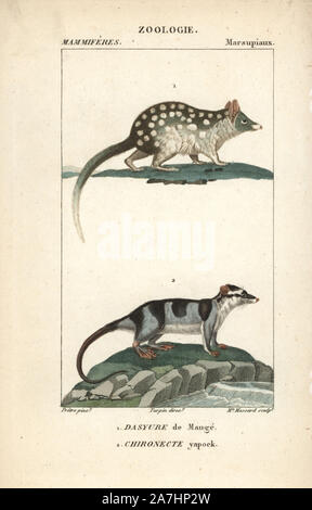 Eastern quoll, Dasyurus viverrinus, et de l'eau, de l'opossum Chironectes minimus. Gravure sur cuivre coloriée à crépi de Frédéric Cuvier's 'Dictionary of Natural Science : Mammifères,' Paris, France, 1816. Illustration par J. G. Pretre, gravée par Madame Massard, réalisé par Pierre Jean François Turpin, et publié par F.G. Levrault. Jean Gabriel Pretre (17801845) était peintre d'histoire naturelle à l'Impératrice Joséphine's zoo et plus tard est devenu artiste pour le Musée d'Histoire Naturelle. Turpin (1775-1840) est considéré comme l'un des plus grands illustrateurs botaniques français du 19e siècle. Banque D'Images