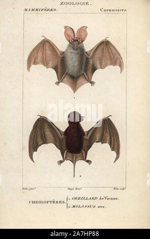 Oreillard gris Plecotus austriacus, Mastiff et noir bat, Molossus rufus. Gravure sur cuivre coloriée à crépi de Frédéric Cuvier's 'Dictionary of Natural Science : Mammifères,' Paris, France, 1816. Illustration par J. G. Pretre, gravé par Victor, réalisé par Pierre Jean François Turpin, et publié par F.G. Levrault. Jean Gabriel Pretre (17801845) était peintre d'histoire naturelle à l'Impératrice Joséphine's zoo et plus tard est devenu artiste pour le Musée d'Histoire Naturelle. Turpin (1775-1840) est considéré comme l'un des plus grands illustrateurs botaniques français du 19e siècle. Banque D'Images