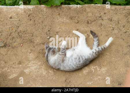 Voir le chat gris portant sur le sol Banque D'Images