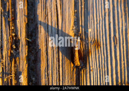 Clou rouillé en planche de bois. Close up Banque D'Images