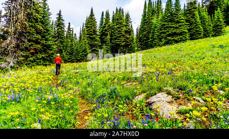 Randonnée à travers les alpages remplis de fleurs sauvages colorées sur Tod Mountain au village alpin de Sun Peaks dans la Shuswap Highlands of BC Banque D'Images