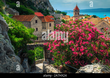 Passage spectaculaire de lauriers-roses fleurs et maisons anciennes en pierre, à ressort. Voyage Fantastique de destination de vacances, omis, la Dalmatie, Croatie, Eur Banque D'Images