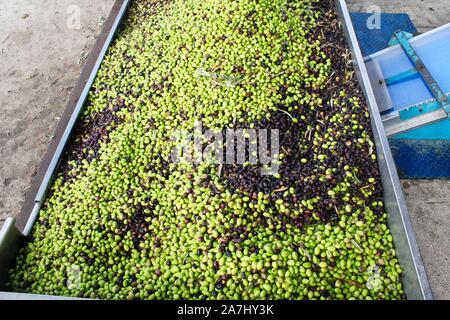 Les olives récoltées chargé à appuyez sur trémie en moulin à huile d'olive en Grèce. Banque D'Images