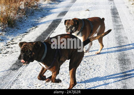 Heureux les chiens boxer courir dans la neige à l'affiche Banque D'Images