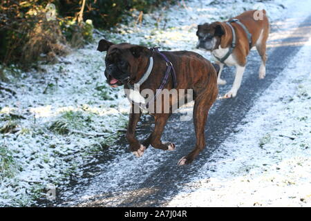 Heureux les chiens boxer courir dans la neige à l'affiche Banque D'Images