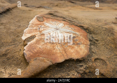 Portrait d'un fossile d'ammonite en pierre de sable orange Banque D'Images