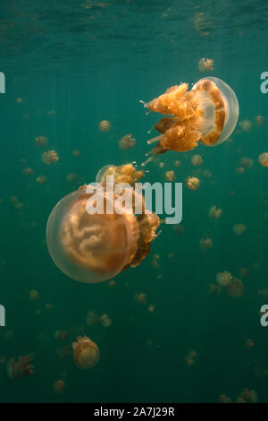 Amazing Jellyfish lake. L'île de Kakaban dans Sulwaesi la mer, à l'Est de Kalimantan, en Indonésie. Banque D'Images