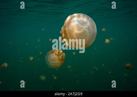 Amazing Jellyfish lake. L'île de Kakaban dans Sulwaesi la mer, à l'Est de Kalimantan, en Indonésie. Banque D'Images