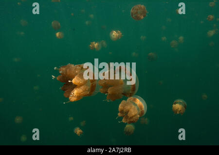 Amazing Jellyfish lake. L'île de Kakaban dans Sulwaesi la mer, à l'Est de Kalimantan, en Indonésie. Banque D'Images