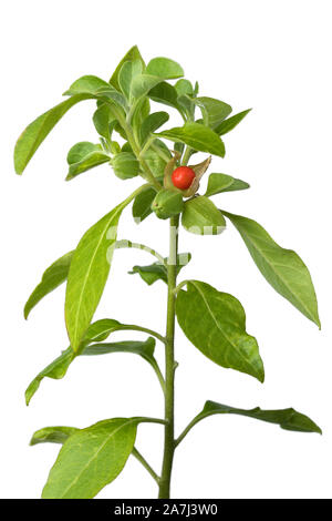 L'Ashwagandha plante verte baie rouge avec sur fond blanc Banque D'Images