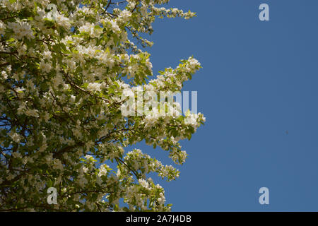 Malus sylvestris en fleurs en face de ciel bleu azur, le crabe européen ou la forêt d'apple apple tree flower au printemps soleil Banque D'Images