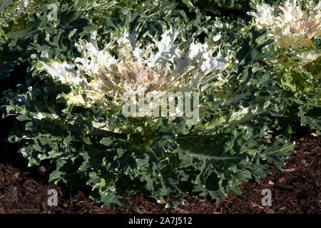 Sydney, Australie, grand blanc chou ornemental plant in garden Banque D'Images