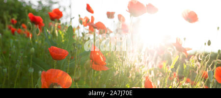 Panorama d'un champ de coquelicots rouges dans le lever du soleil, horizontal tourné avec ciel bleu et crépuscule Banque D'Images