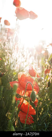 Panorama vertical d'un champ de coquelicots rouges dans le lever du soleil, avec le ciel bleu et le crépuscule Banque D'Images