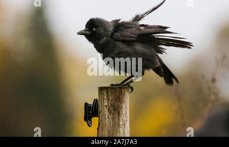 03 novembre 2019, Bade-Wurtemberg, Altheim : un jeune geai (Corvus monedula) se trouve sur un poteau de clôture et agite son plumage humide de la pluie. Photo : Thomas/Warnack dpa Banque D'Images