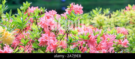 Le corail rose rhododendron floraison luxuriante japonais, dans la pépinière de rhododendrons. Banque D'Images