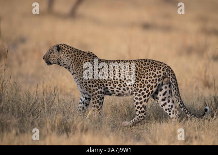 Hunting leopard (Panthera pardus) dans l'herbe haute en NP Moremi (lagune), Botswana Xini Banque D'Images