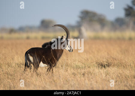 Antelop de sable dans l'herbe en NP Moremi (Khwai) Botswana Banque D'Images