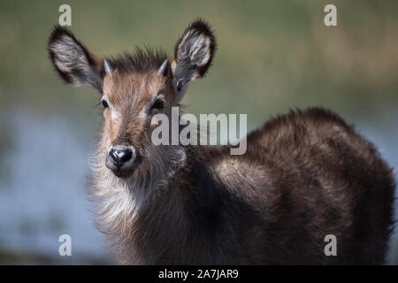 Portrait de jeune waterbuck dans NP Moremi (Khwai), Botswana Banque D'Images