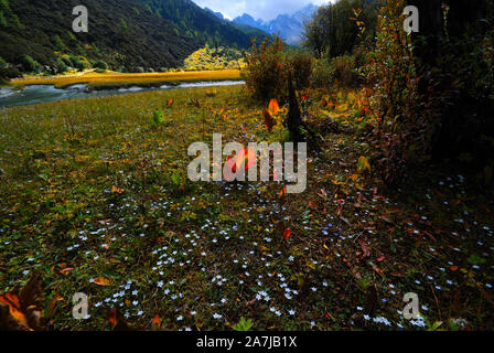 Collection automne pleure Daocheng Yading en jaune et rouge dans la préfecture autonome tibétaine de Garze, au sud-ouest de la province chinoise du Sichuan, le 2 septembre 2019. Banque D'Images