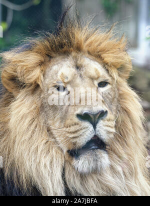 Asiatic Lion - Panthera leo persica rare sous-espèces Banque D'Images