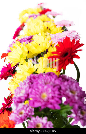 Des fleurs colorées en face de blanc, des chrysanthèmes en rouge jaune rose et violet Banque D'Images