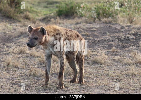 L'Hyène tachetée (Crocuta crocuta) dans la savane africaine. Banque D'Images