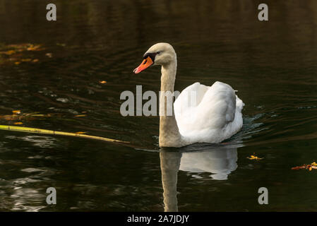 Natation nage dans la rivière. Brumeux et sunny morrning. Matin d'automne. Les feuilles des arbres jaunes. Banque D'Images
