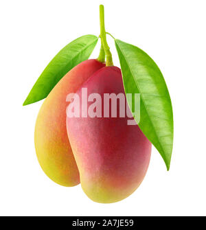 Fruits mangue isolés. Deux mangues rouge suspendu à une branche avec des feuilles isolées sur fond blanc avec clipping path Banque D'Images