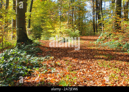 La fourche du chemin dans la forêt couverte de feuilles à l'automne marron Banque D'Images