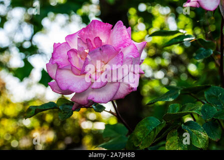 Une Rose (Rosa Gallica) Banque D'Images