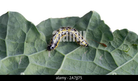 Caterpillar d'un grand papillon blanc du chou sur feuille de chou, partie iaolated aganst derrière blanc. Pieris brassicae. Banque D'Images