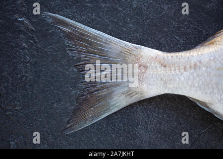 La queue ou nageoire caudale, d'une matière non cuite, la brème noire, Spondyliosoma cantharus, qui a été préparé pour la cuisson. Background Dark slate. En Dorset Banque D'Images