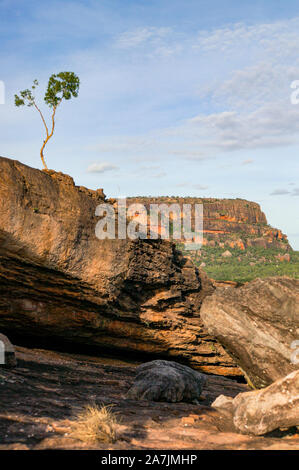 Belle à l'arbre lui n'Nadab Lookout à ubirr, le Kakadu National Park - Australie Banque D'Images