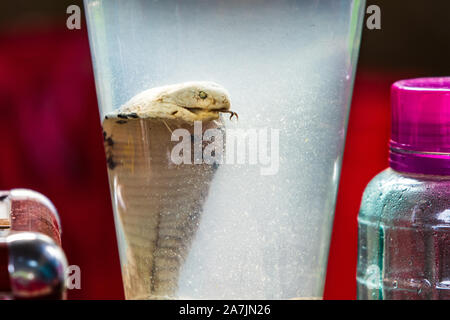 Les touristes essayer serpent sur la petite île de Cat Ba dans la baie d'Ha Long. Le serpent est mort dans un bocal à côté d'autres médicaments tels que des scorpions et des bugs Banque D'Images