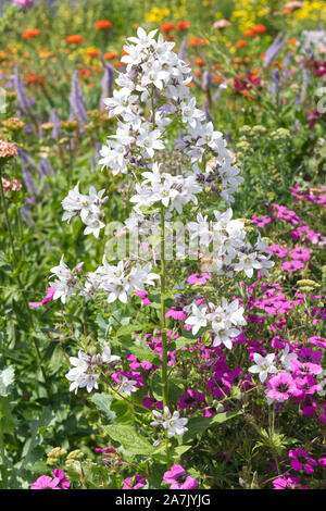 Campanula lactiflora Alba Banque D'Images