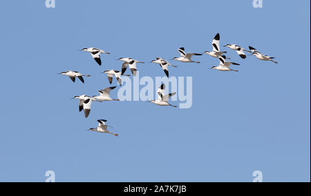 Troupeau d'avocats sauvages du Royaume-Uni (Recurvirostra avosetta) en vol, volant haut dans le milieu de l'air, sur fond bleu clair du ciel. Oiseaux Avocet volant ensemble. Banque D'Images