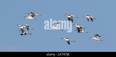 Troupeau de wild, UK (avocettes Recurvirostra avosetta) en vol, vol en plein ciel, contre ciel bleu sans arrière-plan. Banque D'Images