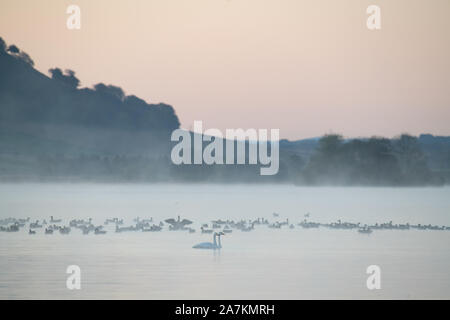 Deux cygnes chanteurs (Cygnus cygnus), natation cours des oies rose dans la lumière du matin brumeux, Loch Leven National Nature Reserve, Ecosse, Royaume-Uni. Banque D'Images