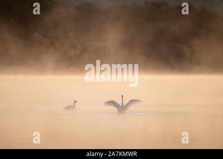 Deux cygnes chanteurs (Cygnus cygnus), nager dans la lumière du matin brumeux, Loch Leven National Nature Reserve, Ecosse, Royaume-Uni. Banque D'Images