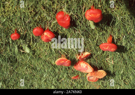 Des champignons ; HOTTE ; ÉCARLATE HYGROCYBE COCCINEA Banque D'Images