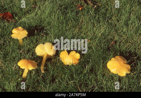 Champignons : la cire jaune : HYGROPHORUS CHLOROPHANUS Banque D'Images