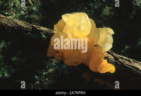 Champignon CHAMPIGNONS ; JAUNE ; CERVEAU Tremella mesenterica Banque D'Images