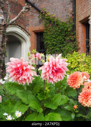 Belle pêche et des tons roses de Dahlia 'Otto's Thrill' et 'Nicolas' contre le coin occidental du sud de Chenies Manor House à la fin de septembre. Banque D'Images