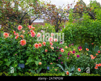 Dahlia 'Labyrinthe', Dahlia 'Linda's Baby' et 'Tangerine' totalement avec les arches de vigne, rose le feuillage à Chenies Manor Garden. Banque D'Images