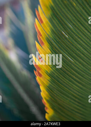 Feuille de Cycas revoluta ou baquois Banque D'Images