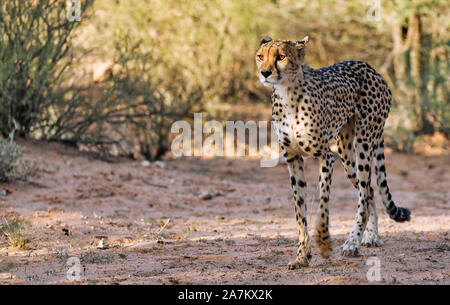 Le guépard, Kgalagadi Transfrontier National Park, Afrique du Sud, (Acinonyx Banque D'Images